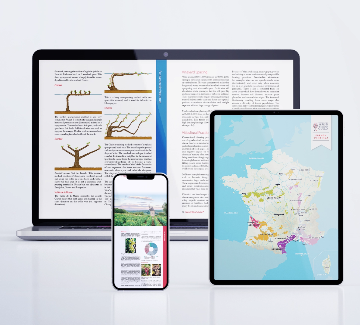 French Wine Scholar - obrazek 2